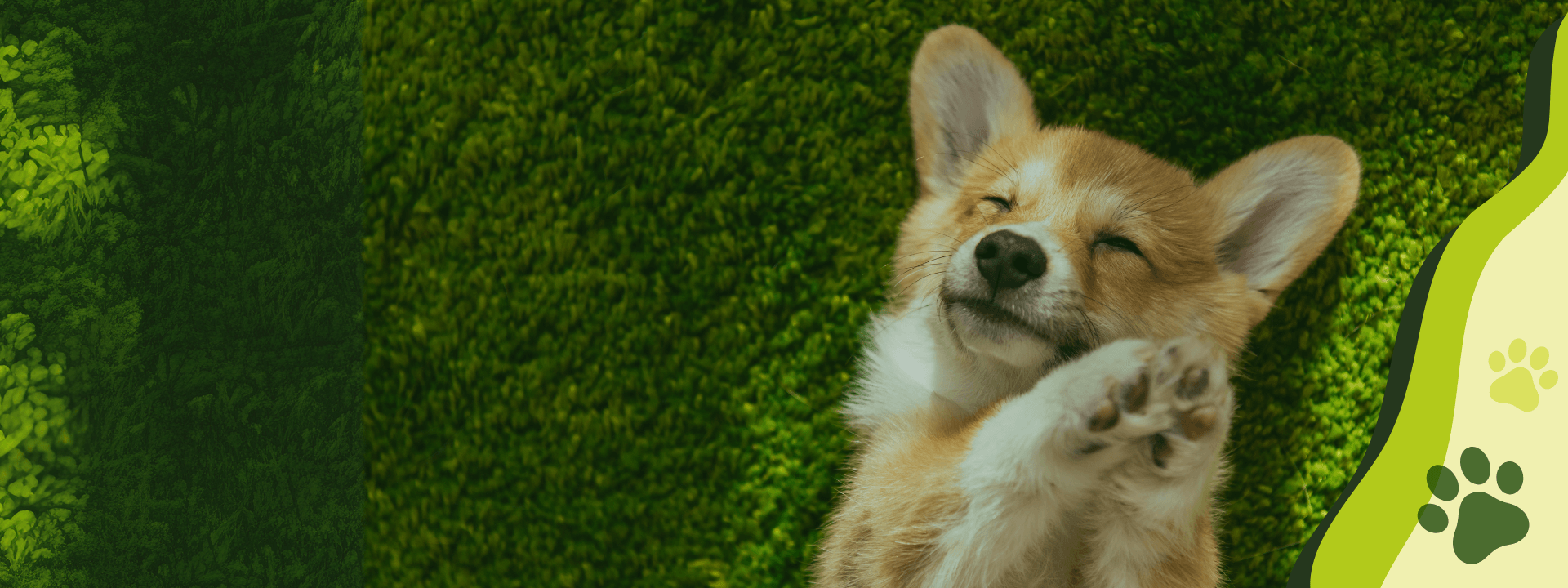 Slider home perrito clinica veterinaria