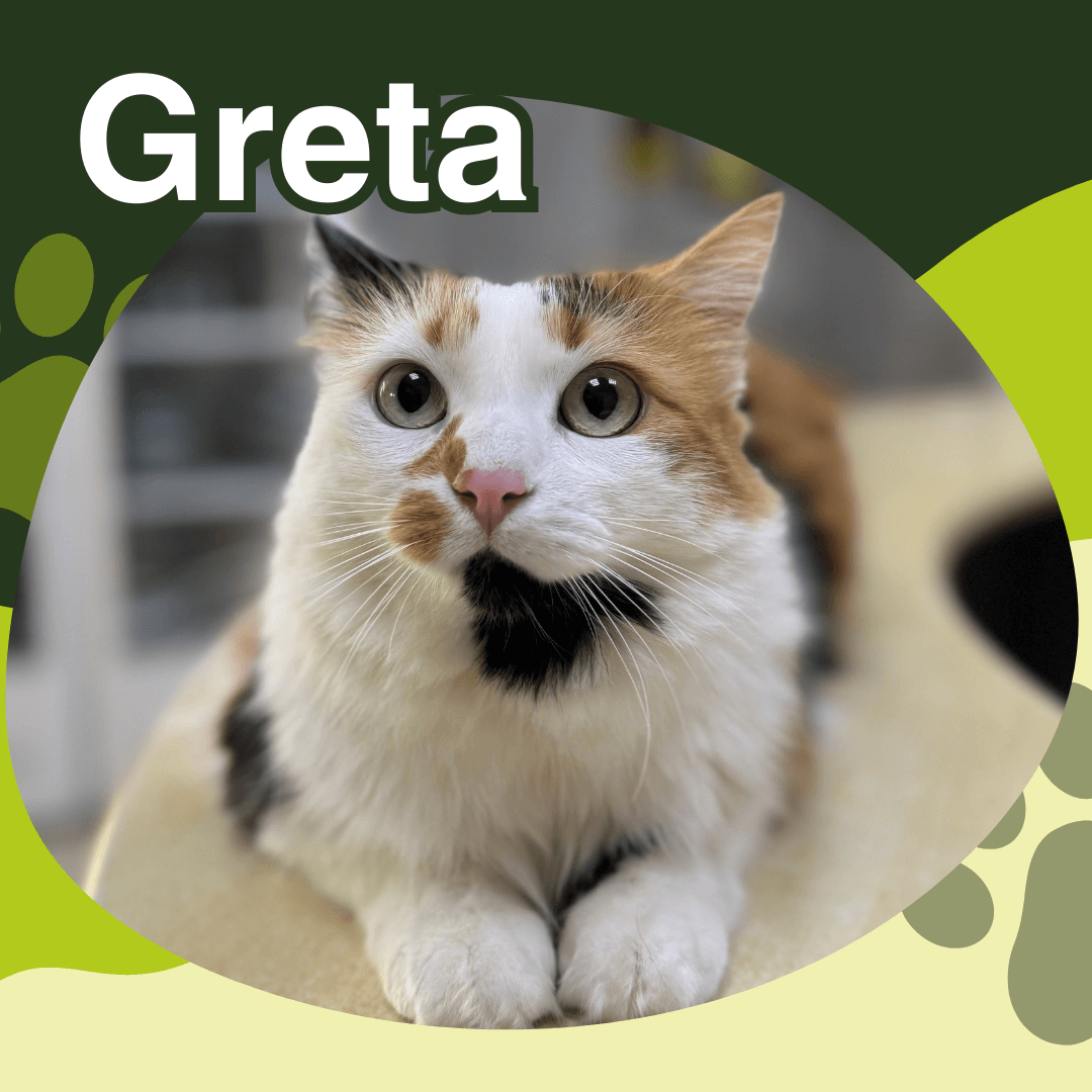 otto can paciente greta