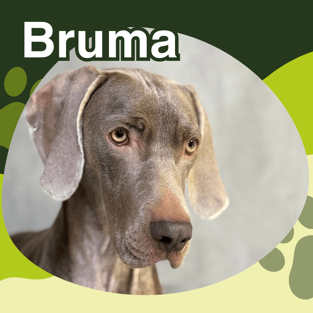 moraleja paciente Bruma