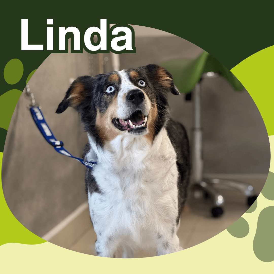 veterinaria otto can moraleja paciente Linda