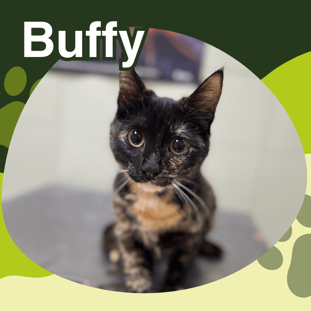 veterinaria otto can moraleja paciente Buffy