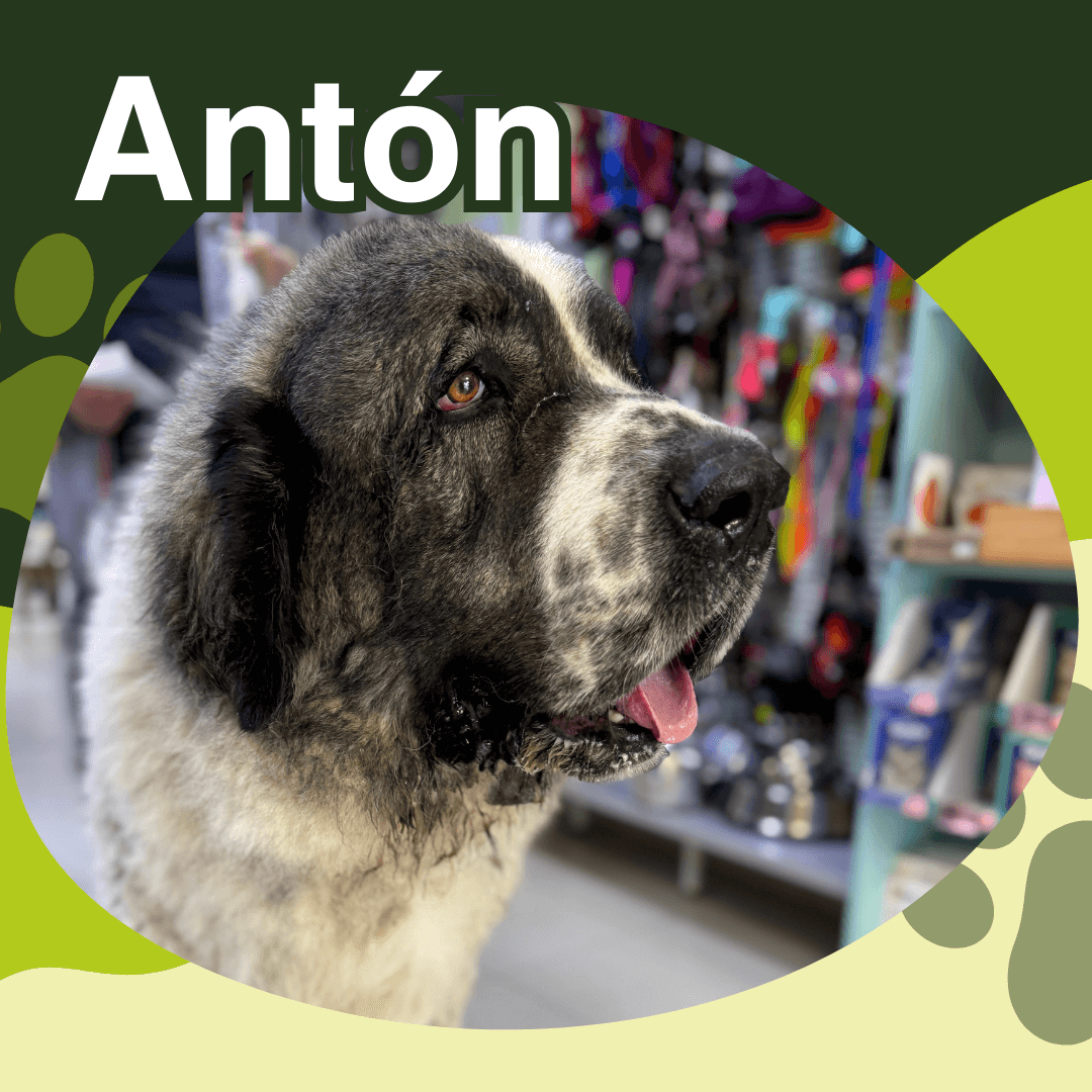 veterinaria otto can moraleja paciente Antón