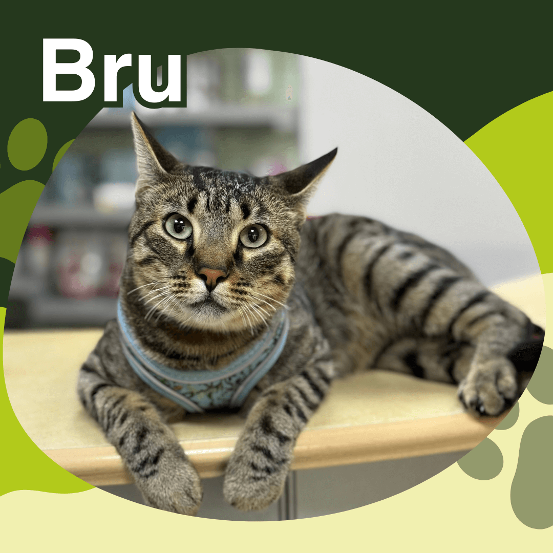 moraleja paciente Bru