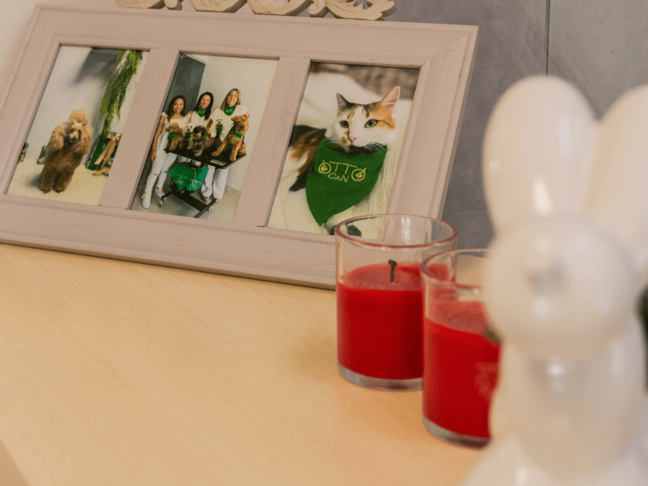 veterinaria otto can moraleja instalaciones