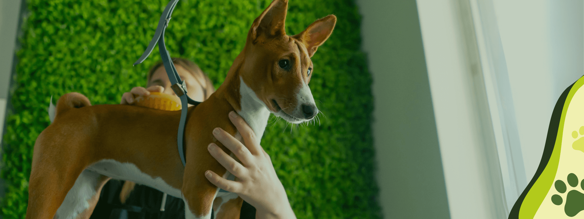 slider home perro servicio peluqueria canina otto can moraleja