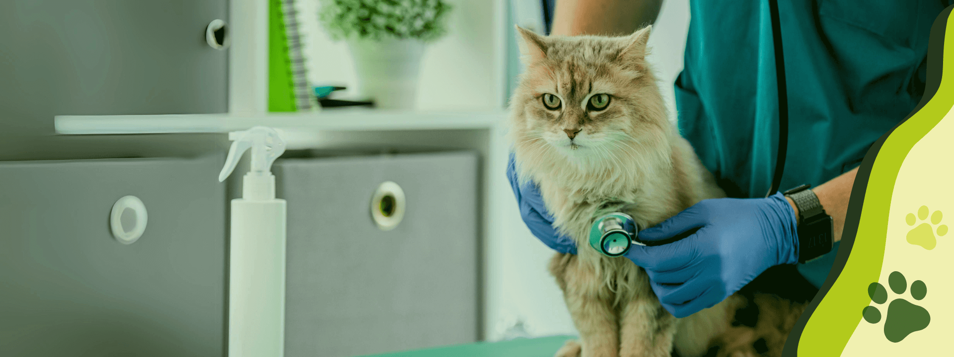 veterinaria en moraleja slider gato